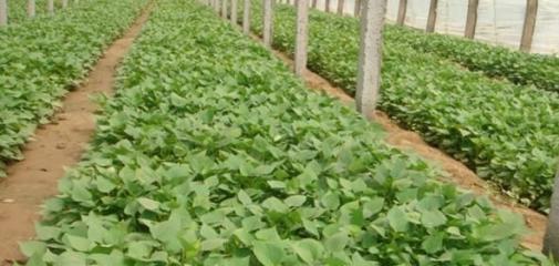 了解红薯生长环境、选择适宜的种植区域（了解红薯生长环境、选择适宜的种植区域）