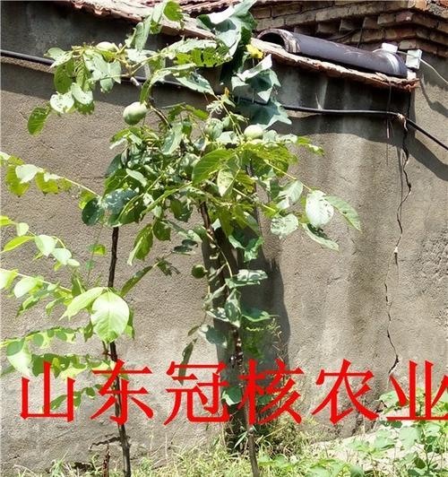 核桃树落果处理方法（利用落果不浪费，实现绿色可持续农业）
