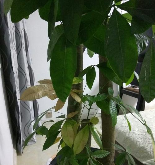 发财树在冬天的生存问题（冬天如何保护发财树不被冻死）