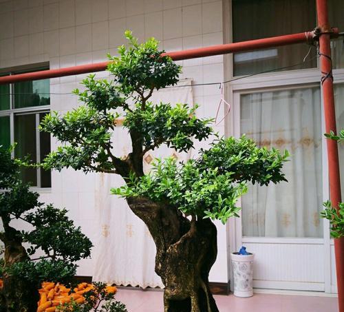家里养护黄杨树的方法（如何让黄杨树在家中生长茂盛？）