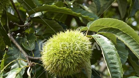 探秘栗子——一种营养丰富的植物（从生长环境到营养价值，全面了解栗子）