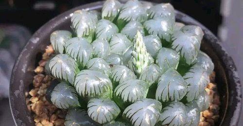 潘氏冰灯玉露的养殖方法（轻松学会养殖潘氏冰灯玉露，打造独具特色的盆景）