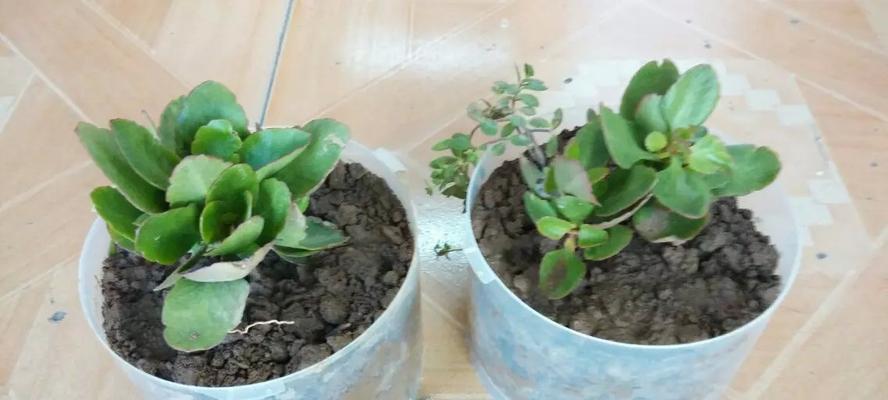 八宝树有毒吗？放室内养的注意事项！（小心八宝树毒性，避免误食伤人）