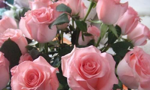 33朵玫瑰花语大揭秘（33朵玫瑰代表什么？详解花语含义，让你送花不再尴尬）