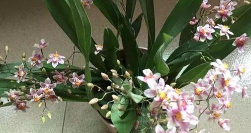 文心兰的冬季浇水技巧（让你的文心兰在寒冷的冬季茁壮成长）