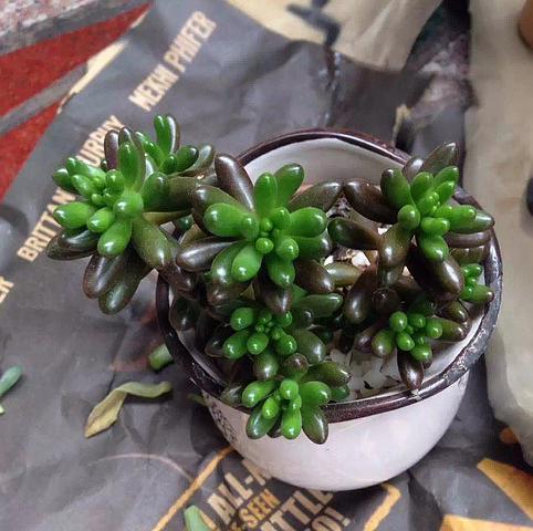 虹之玉徒长处理方法（原因分析及有效措施，让你的虹之玉重焕生机）