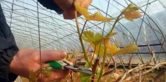 葡萄栽种方法与注意事项