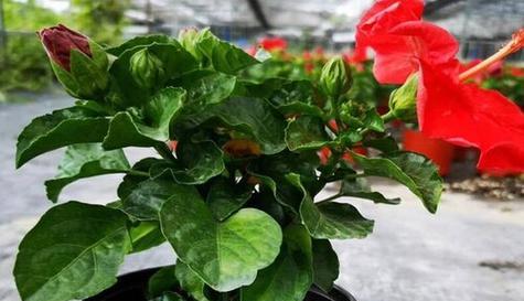 探寻扶桑花之谜——开花、凋谢与意义（一朵绚烂的扶桑花，美丽而短暂）