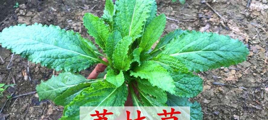 荔枝草的健康价值与食用方法（发现新健康之源，荔枝草的营养与功效）