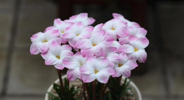 风雨兰开花后的养护方法（打造最美的风雨兰花园，做花海中的“风景”）