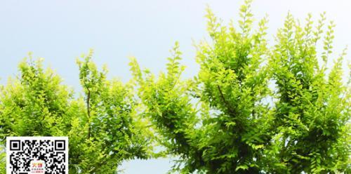 金叶榆病虫害防治技术与方法措施（保护金叶榆健康，从病虫害入手）