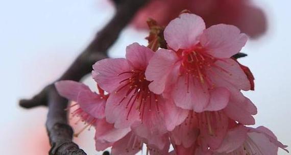 粉色樱花的花语（探寻粉色樱花所代表的含义）