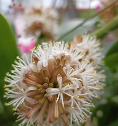 香龙血树开花的频率与条件（探究香龙血树开花的周期与因素）
