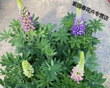 耐寒多年生草本花卉大全（寒冬里盛放的美丽生命阳光下的花海）