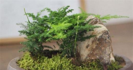 家里养云竹，助您风水旺财（云竹的风水作用和养殖方法）