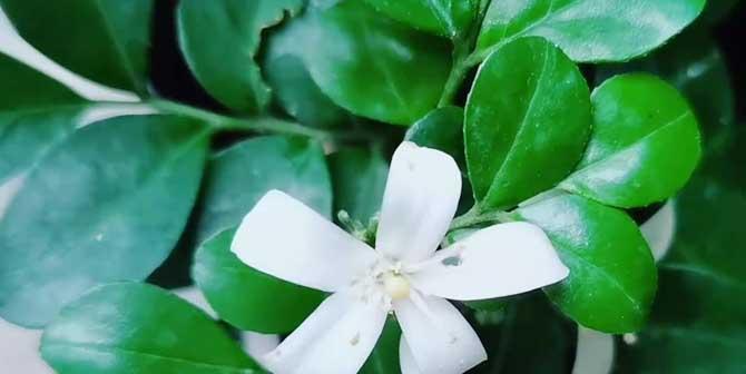 九里香的开花时间和花期详解（了解九里香的开花时间和花期，享受美丽的花海之旅）