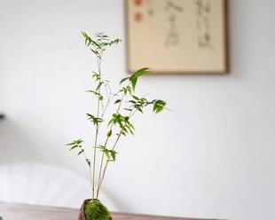 茶叶水（如何正确浇水，让凤尾竹茁壮成长）