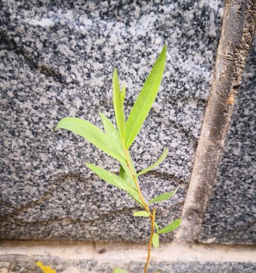 小草的成长之路（从萌芽到茂盛，细数小草的成长历程）