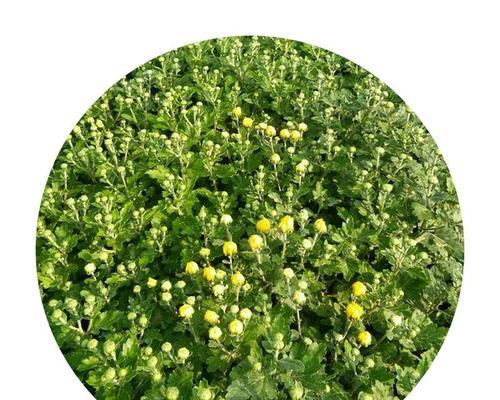 地被菊不仅是多年生，而且还有哪些特点？（探秘地被菊的生长习性及其优缺点）