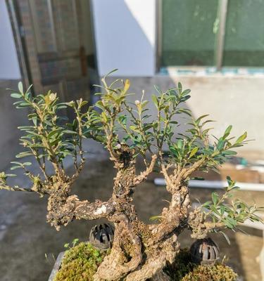 黄杨保护与可持续利用（探究黄杨的珍贵与保护之道）