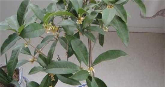 观赏植物桂花的开花时间及周期（了解桂花生长习性，让观赏更加得心应手）