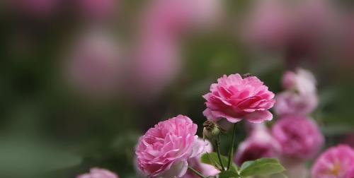 白蔷薇花语的深层含义（探寻白蔷薇花朵所代表的意义与象征）
