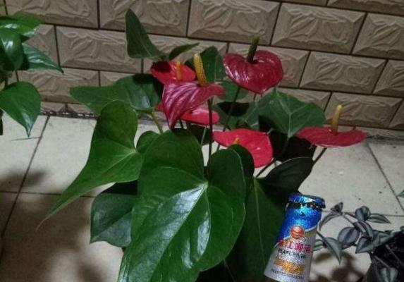 杜鹃花能浇啤酒水吗？一文揭开真相（正确的浇水方法和注意事项）