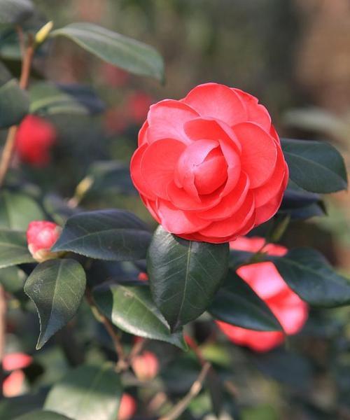 山茶花的光照条件（是喜阳还是喜阴？探秘山茶花的适宜环境）