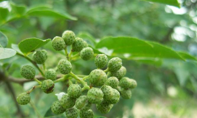 花椒生长环境条件及特点（探究花椒生长的秘密与技巧，助力花椒种植者提高产量）