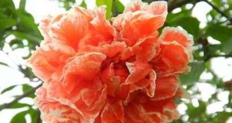 石榴花有毒吗？为什么可以放在室内养？