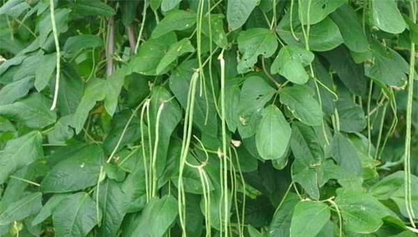 豆角种植的季节选择及方法（春夏两季，秋冬有技巧；如何让豆角长得好）