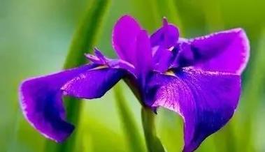 等你回来——一朵特别的花的花语（揭秘这种花的象征意义及背后的故事）