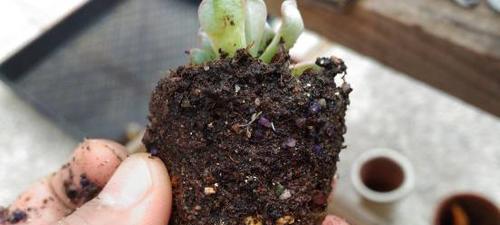 多肉根修剪技巧（打造美观健康的多肉植物）