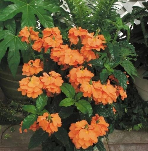 北方木本花卉大全（探寻北方花园中的美丽奇迹）