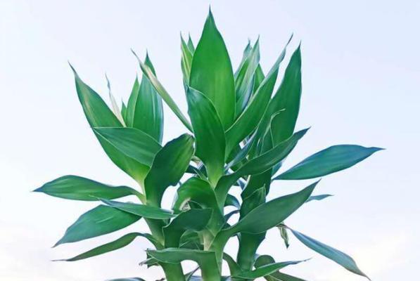 观音竹的适宜放置位置（打造优雅家居必不可少，适合放置的地方有哪些？）
