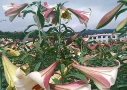 百合花的花语是什么？探秘生肖中的百合代表