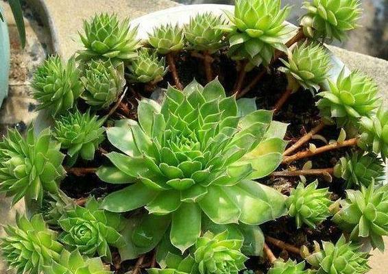 如何正确选择观音莲的肥料？合适的肥料是增加观音莲生长的关键
