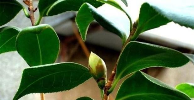 如何养护茶叶花？茶叶花养护之技巧详解
