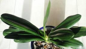 如何种植君子兰结籽籽？君子兰结籽籽种植全攻略