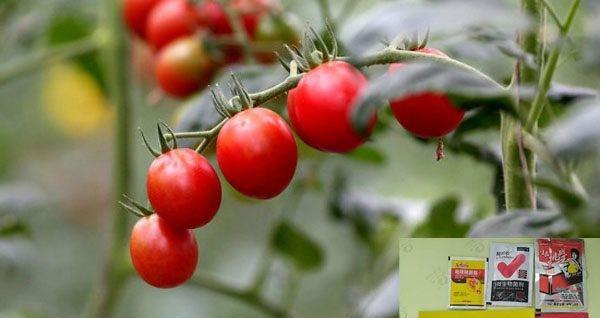 番茄肥料有哪些种类和使用方法？番茄种植必备肥料详解