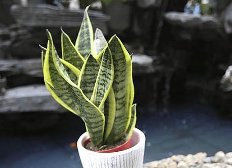 可乐浇虎皮兰会有哪些奇妙效果？探究可乐浇水对虎皮兰的影响及注意事项