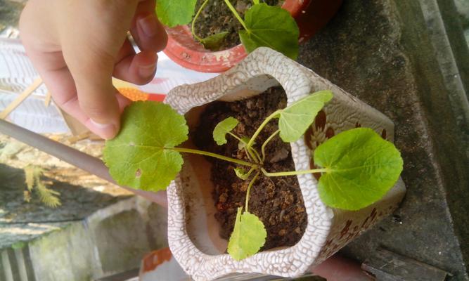 如何种植菊花种子？菊花种植指南，从选种到管理