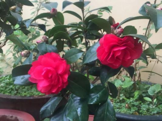 茶花什么时候换盆？茶花换盆的时间和方法详解