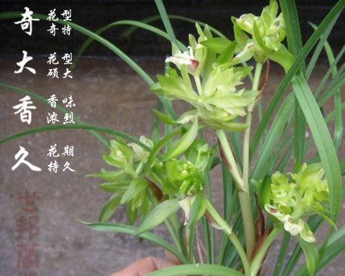 花期长的花卉有哪些？探寻美丽的长久花开时刻
