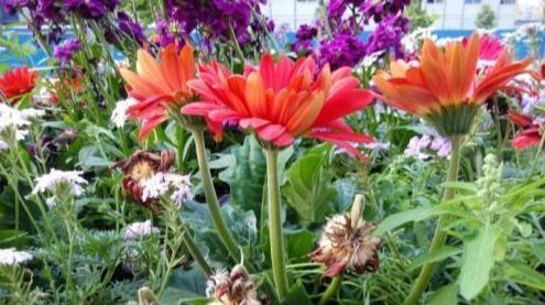 非洲菊怎么醒花？探究非洲菊的醒花技巧