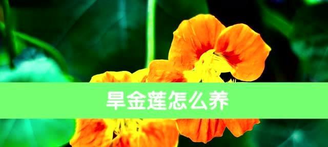 旱金莲的养殖方法与注意事项（掌握旱金莲的喜好和生长环境，让你的花园更美丽）