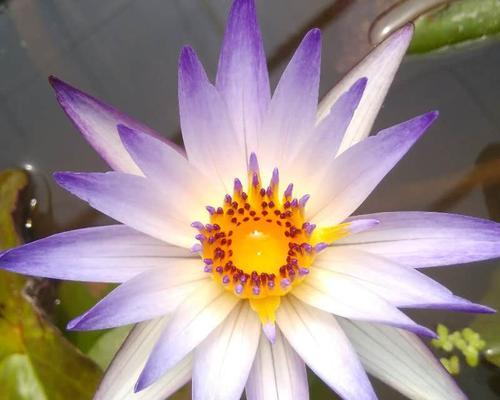黑美人花的养殖方法（打造茂盛的黑美人花园，让花儿更美丽绚烂）