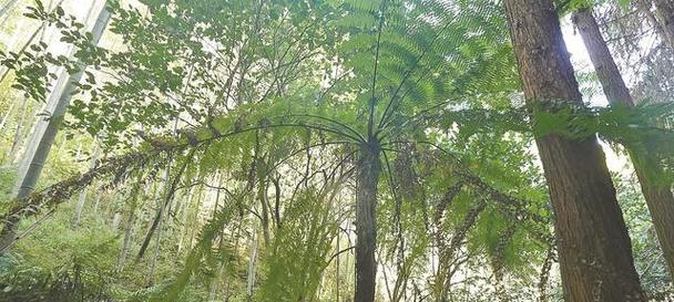 代表守护的植物（揭秘守护自然的15种植物）