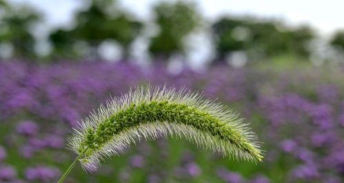 探秘狗尾巴花的花语（从花朵、颜色到传说，全面解析狗尾巴花的花语）