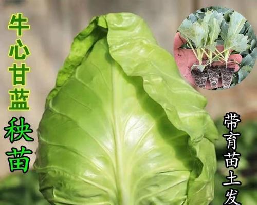 包菜的生长季节和成熟时间（了解包菜的生长周期和收获时间，让你更好地掌握包菜的栽培技巧）